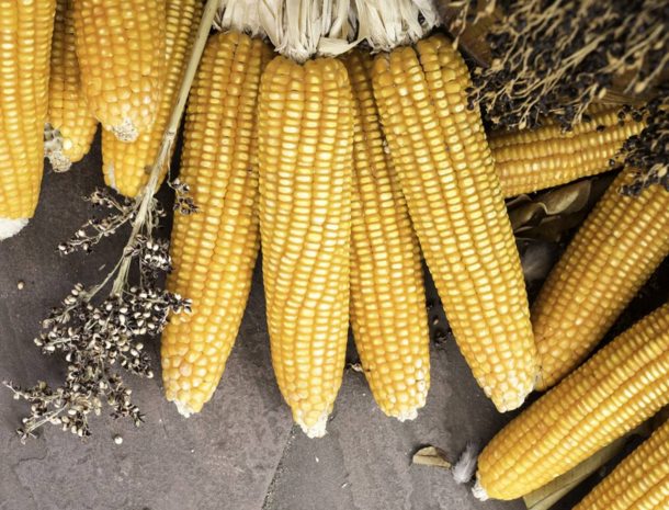 玉米供求關(guān)系影響著價(jià)格,2022年我國(guó)玉米播種面積和產(chǎn)量或?qū)⒊掷m(xù)增加(圖2) 玉米供求關(guān)系影響著價(jià)格,2022年我國(guó)玉米播種面積和產(chǎn)量或?qū)⒊掷m(xù)增加(圖2)