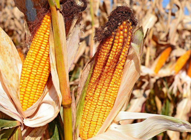 玉米供求關(guān)系影響著價(jià)格,2022年我國(guó)玉米播種面積和產(chǎn)量或?qū)⒊掷m(xù)增加(圖4) 玉米供求關(guān)系影響著價(jià)格,2022年我國(guó)玉米播種面積和產(chǎn)量或?qū)⒊掷m(xù)增加(圖4)