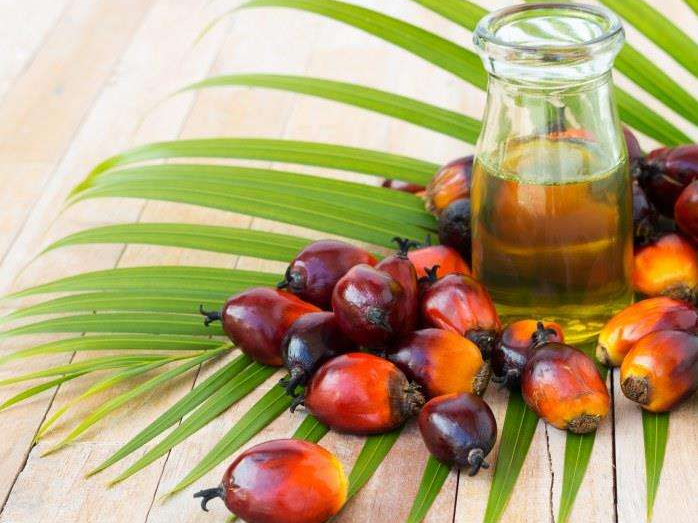 如何投資建設(shè)棕櫚油加工廠?企鵝糧油機(jī)械在線為您答疑解惑(圖1) 如何投資建設(shè)棕櫚油加工廠?企鵝糧油機(jī)械在線為您答疑解惑(圖1)